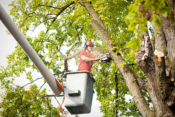 How Our Tree Care Process Works  in  Huntsville, MO