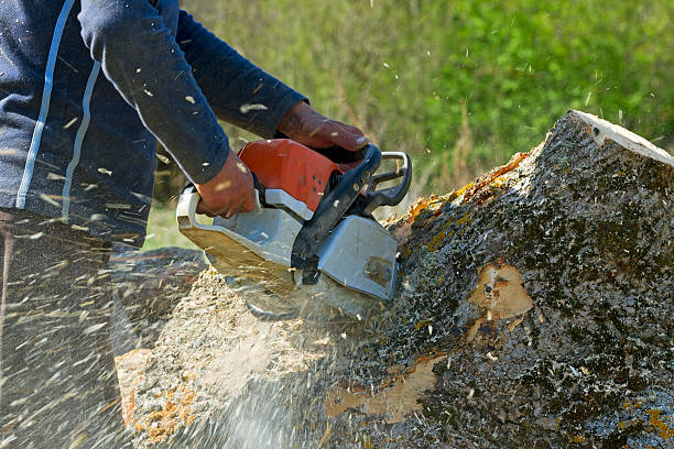 Professional  Tree Services in Huntsville, MO